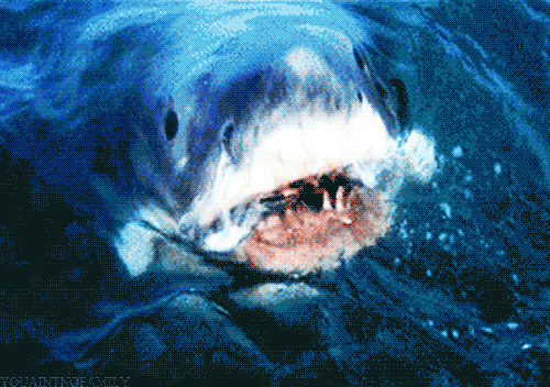 Gif of a great white from Jaws lunging toward the camera. 