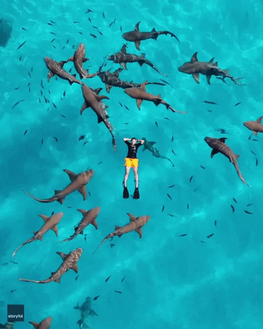 Gif of aerial view of sharks swirling around a scuba diver in yellow shorts and a black swim top