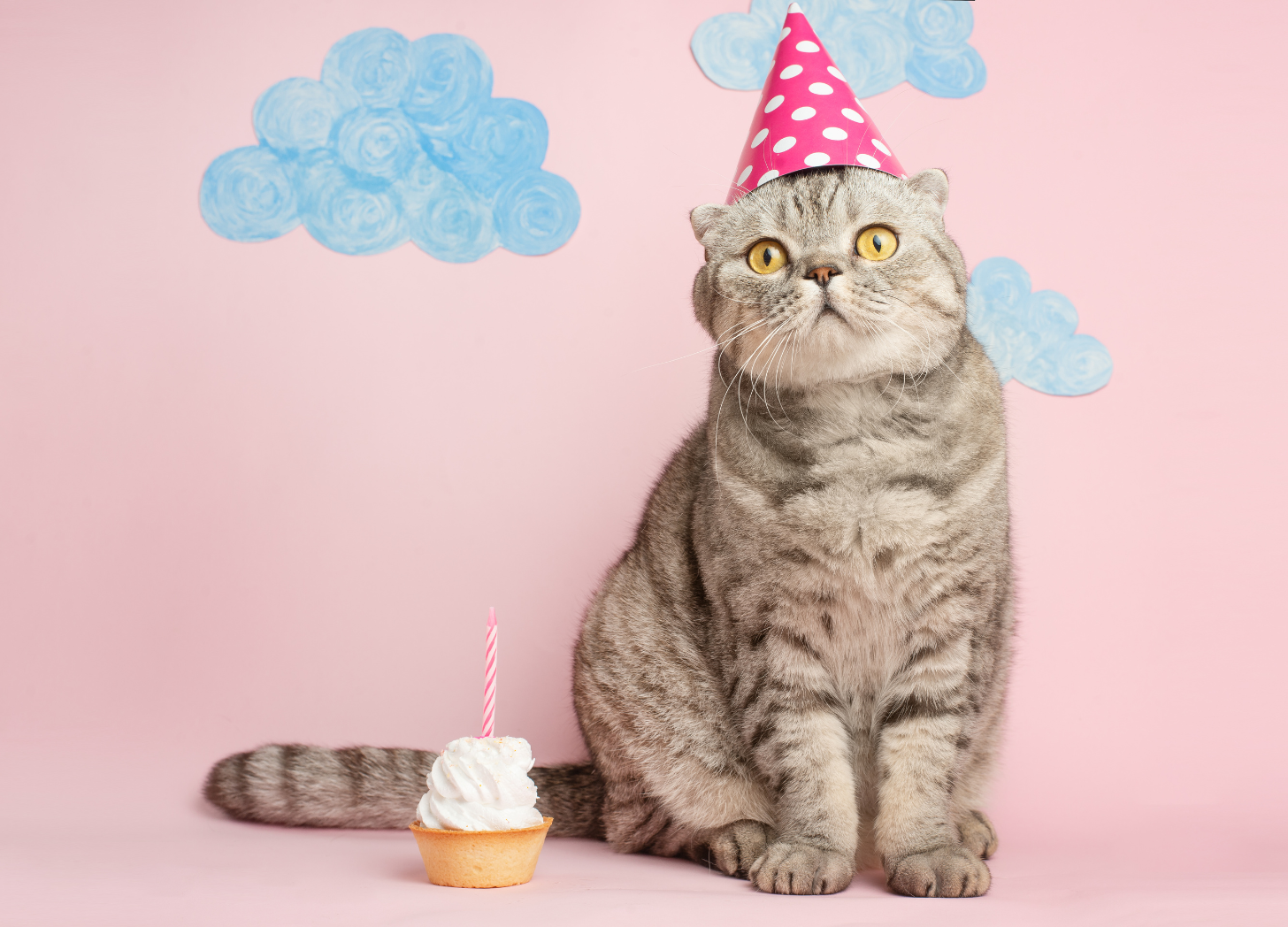 Grey cat on pink background with a cupcake and a party hat on with clouds in the background.